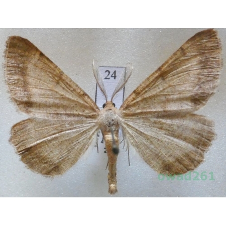 Selidosema brunnearia (de Villers, 1789) male Czech24
